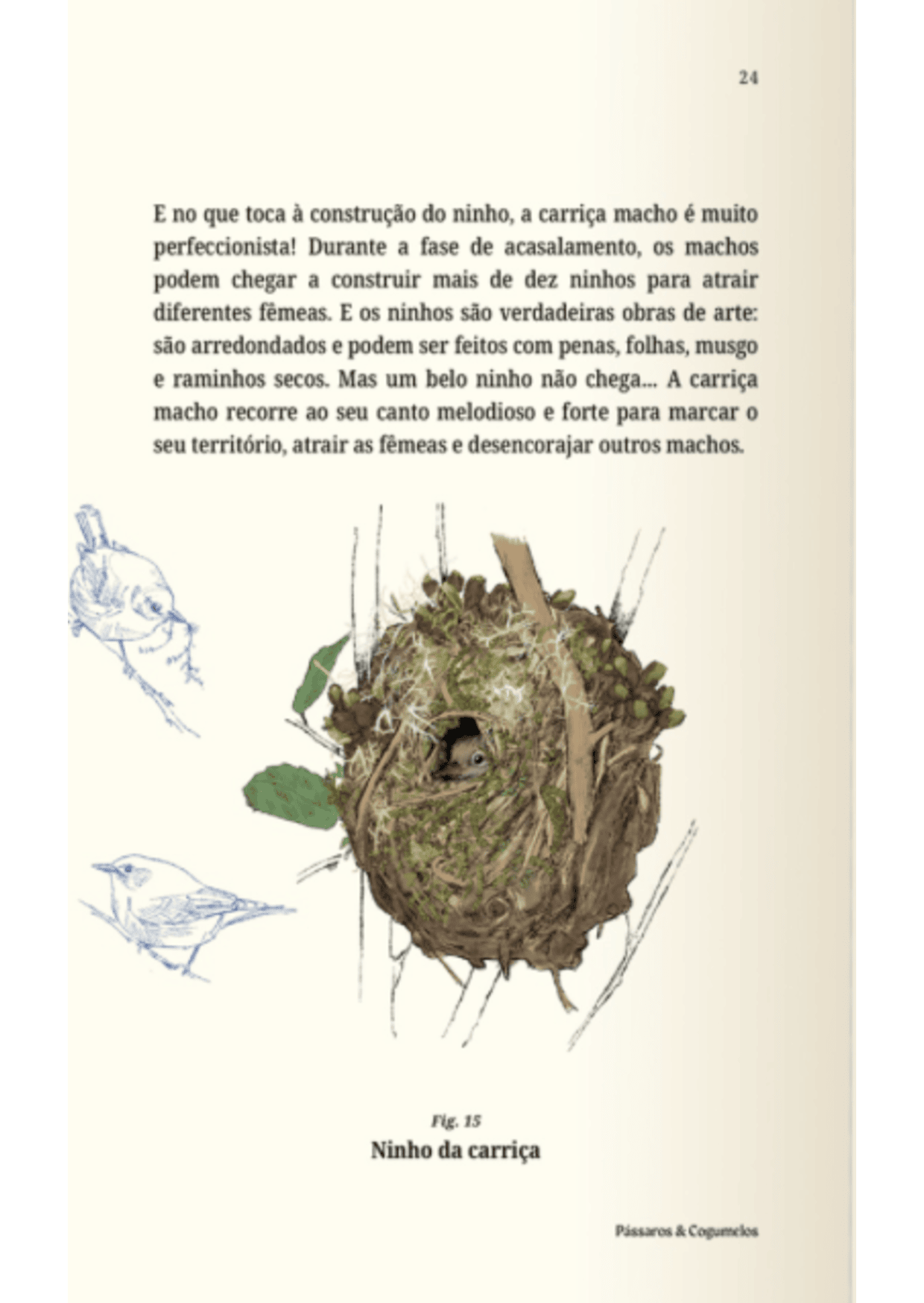 Pássaros & Cogumelos